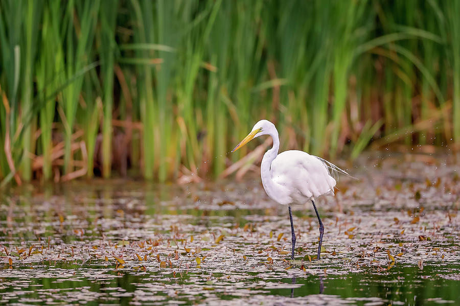 White, Great Egret #18 Photograph by Peter Lakomy