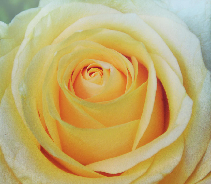18 Yellow Roses Photograph by JAMART Photography