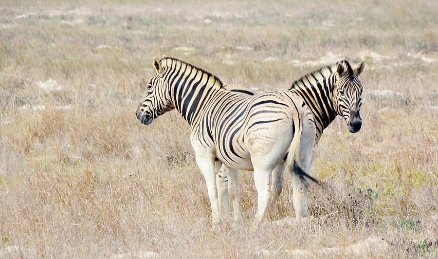 Zebras #18 Photograph by Werner Lehmann