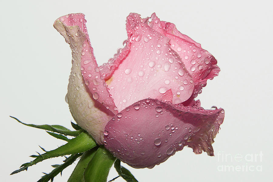 Flower Photograph - Beautiful Rose #180 by Elvira Ladocki