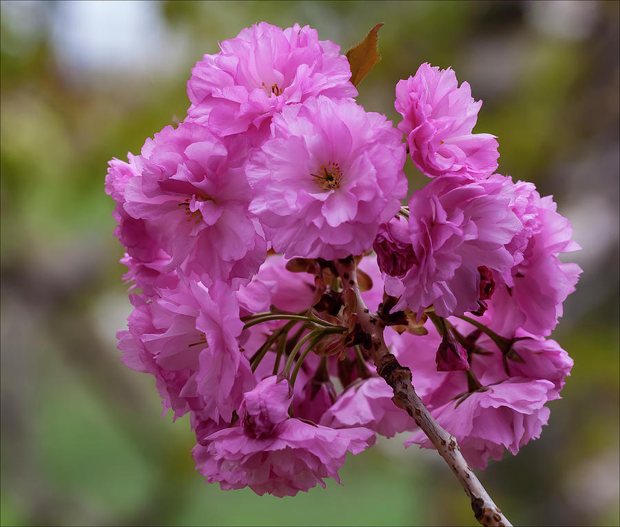 Cherry Blossoms #180 Photograph by Robert Ullmann