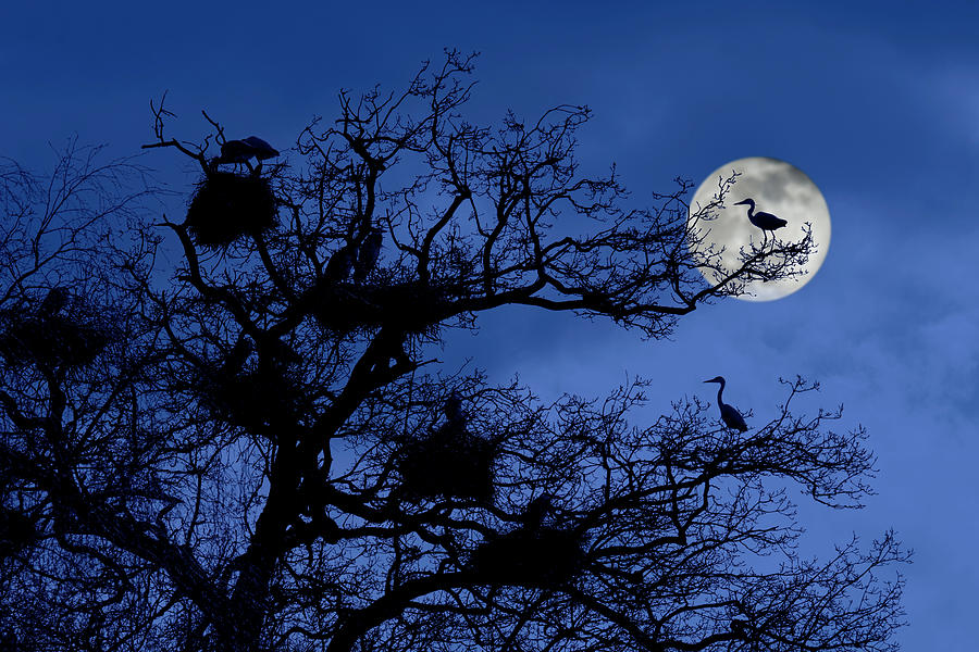 Heronry at Night Photograph by Arterra Picture Library