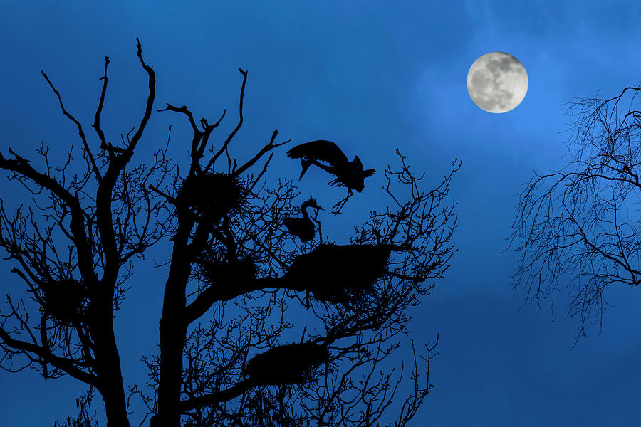 Herons at Full Moon Photograph by Arterra Picture Library