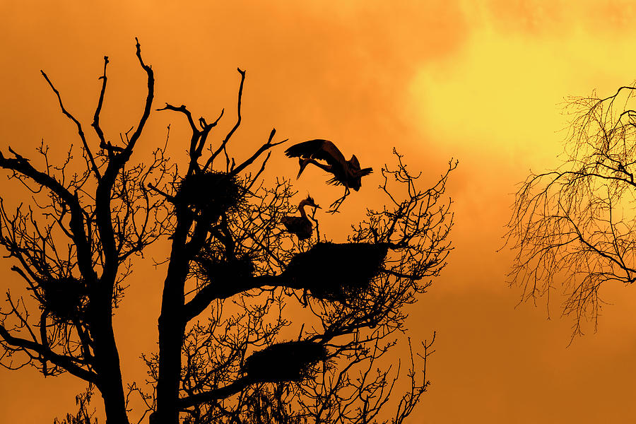 Heron Rookery at Sunset Photograph by Arterra Picture Library