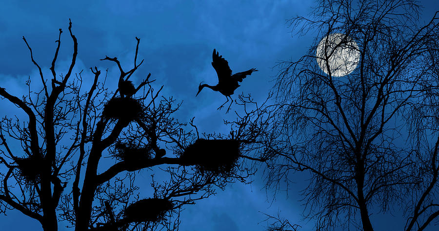 Heronry at Full Moon Photograph by Arterra Picture Library