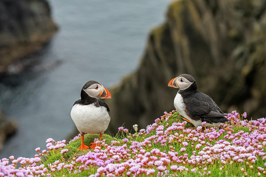 Shetland Puffins Photograph by Arterra Picture Library