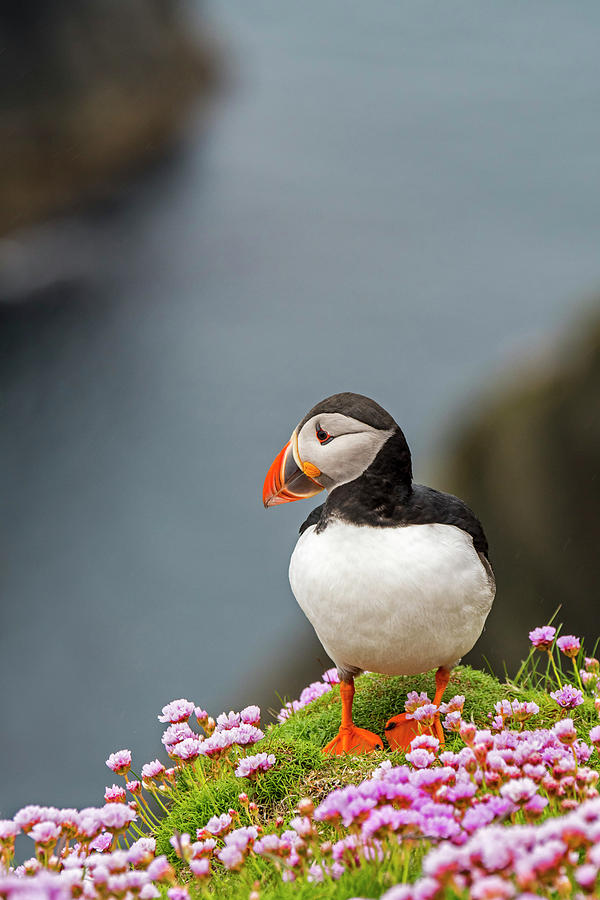 Scottish Puffin Photograph by Arterra Picture Library