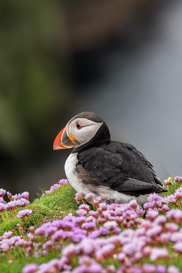 Puffin and Sea Pink Flowers Photograph by Arterra Picture Library