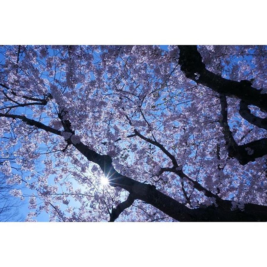 Cherryblossom Photograph - Instagram Photo #181458535010 by Yuka Uemura