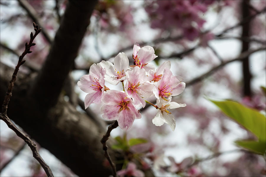Cherry Blossoms #182 Photograph by Robert Ullmann