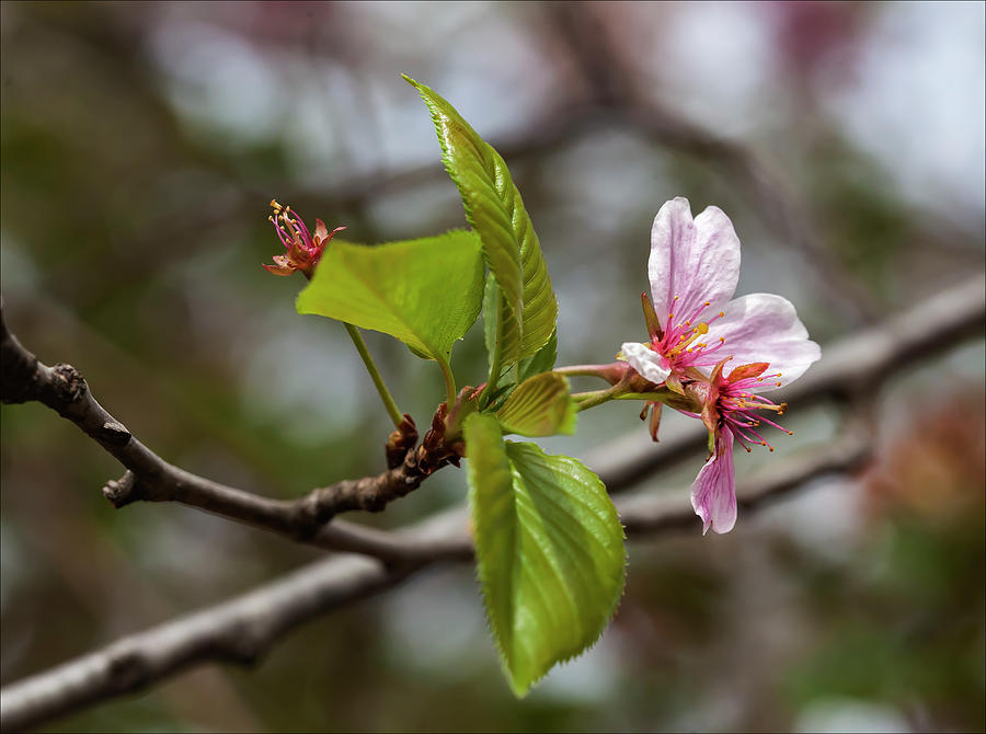 Cherry Blossoms #183 Photograph by Robert Ullmann