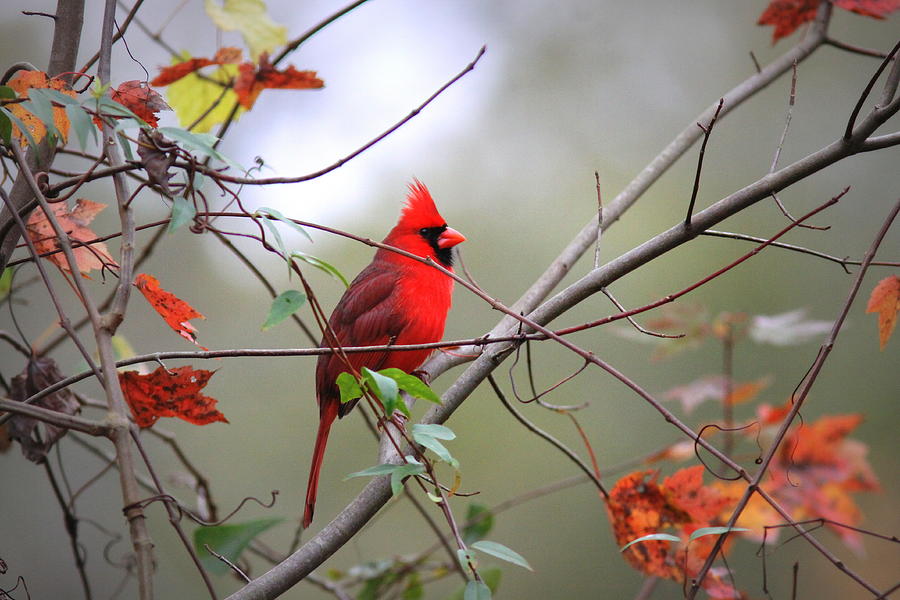 1838-001 - Northern Cardinal Photograph by Travis Truelove