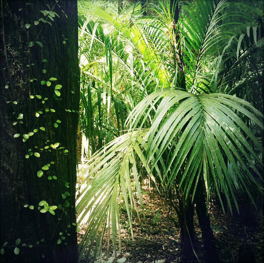 Jungle #184 Photograph by Les Cunliffe
