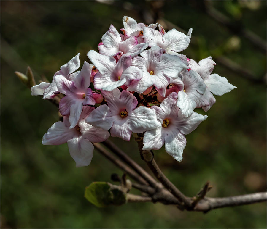 Cherry Blossoms #185 Photograph by Robert Ullmann