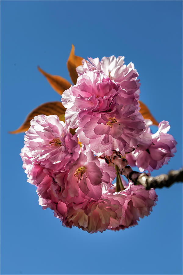 Cherry Blossoms #188 Photograph by Robert Ullmann
