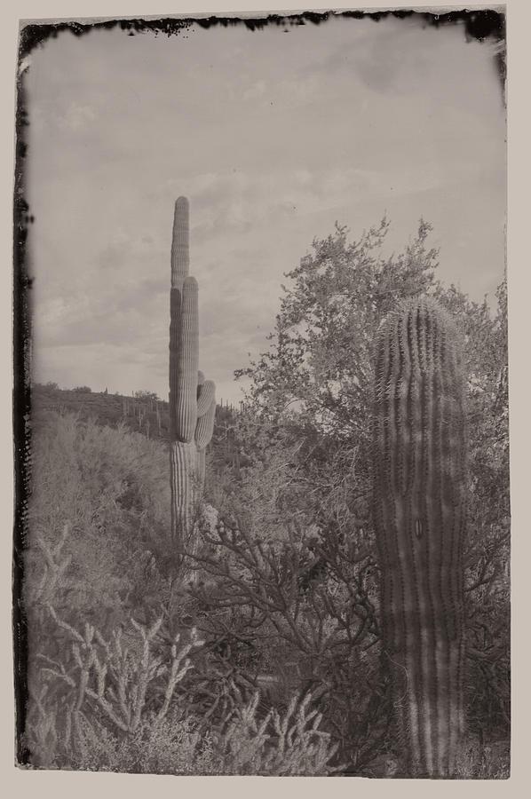 1880s Vintage Style Of Arizona Photograph