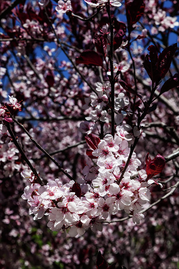 Cherry Blossoms #189 Photograph by Robert Ullmann