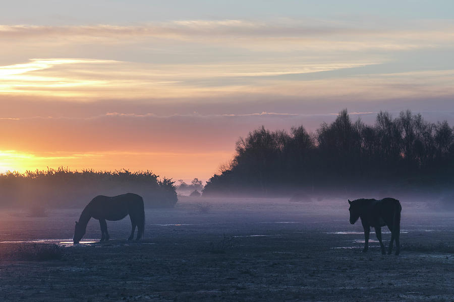 Pony Photograph - New Forest - England by Joana Kruse Pony Photograph - New Forest - England by Joana Kruse