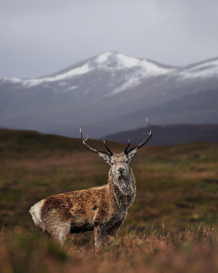 Red Deer Stag #19 Photograph by Gavin Macrae
