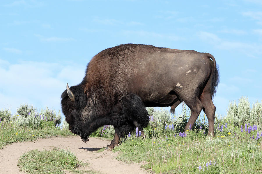 American Bison Yellowstone USA Photograph by Bob Savage | Fine Art America