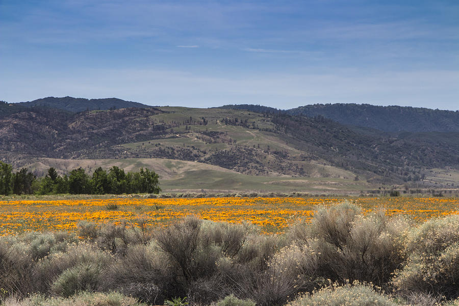 Antelope Valley Poppy Reserve #19 Photograph by Beth Taylor