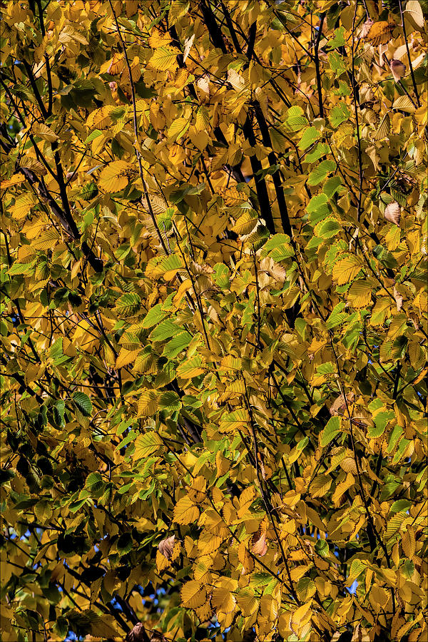 Autumn Leaves #19 Photograph by Robert Ullmann