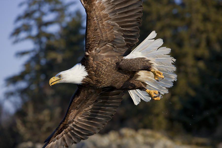 Bald Eagle #19 Photograph by John Hyde - Printscapes