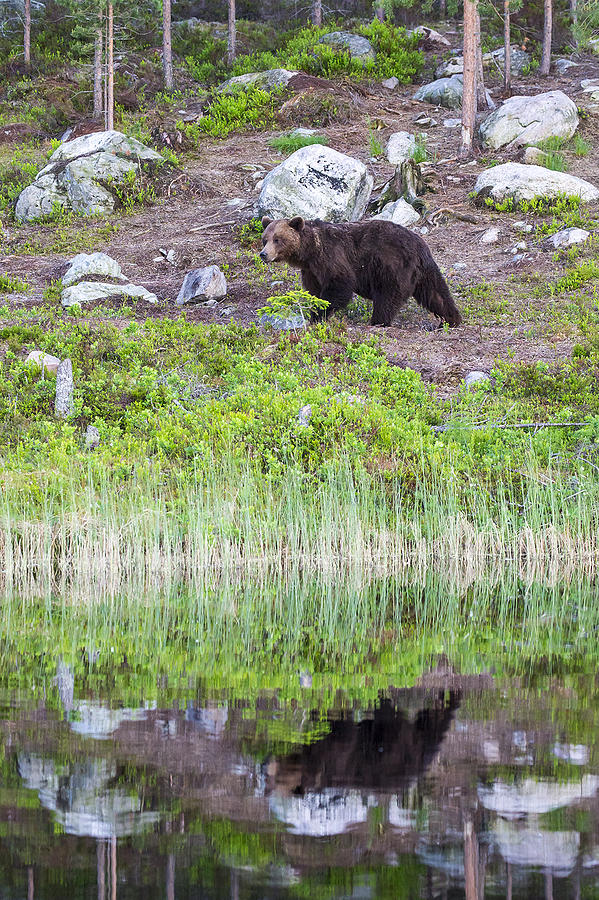 Nature Photograph - Bear #19 by Borje Olsson