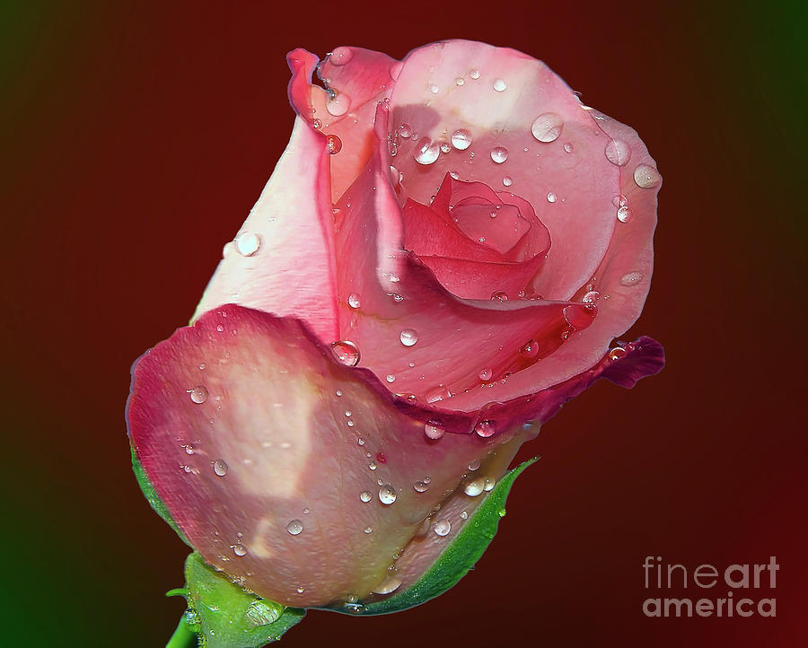 Flower Photograph - Beauty Rose #19 by Elvira Ladocki
