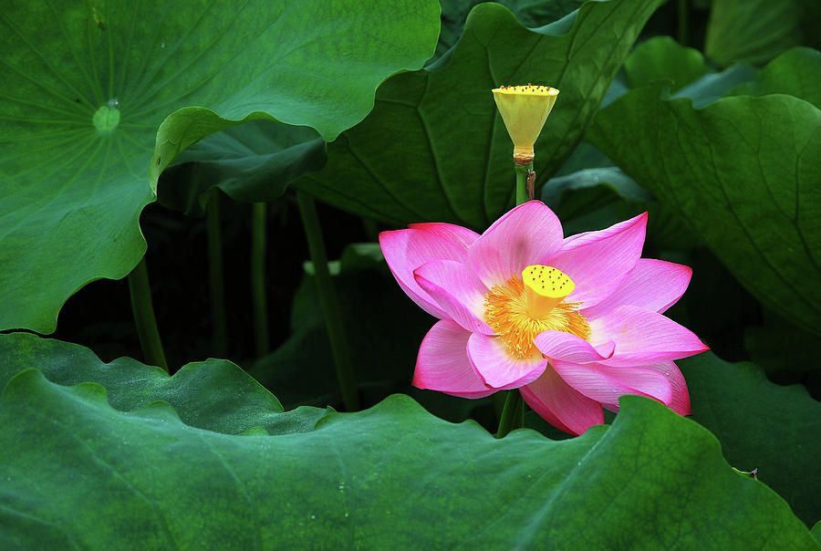 Blossoming lotus flower closeup #19 Photograph by Carl Ning