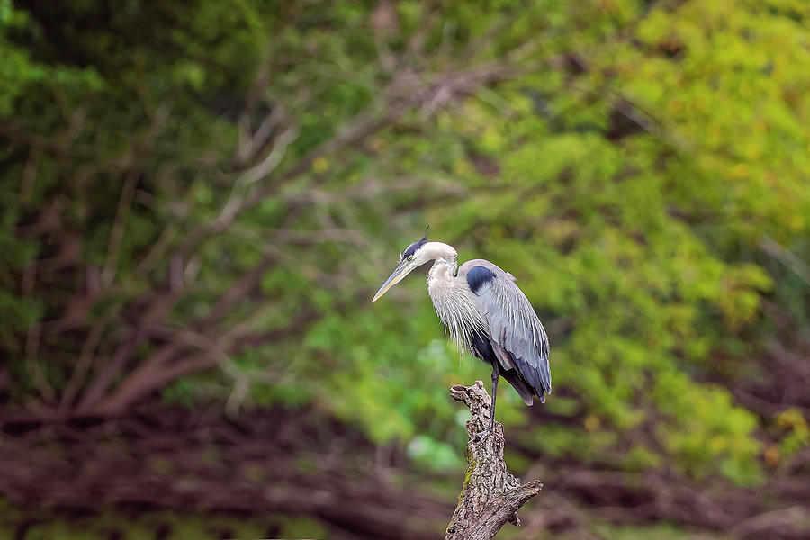 Blue Heron #19 Photograph by Peter Lakomy
