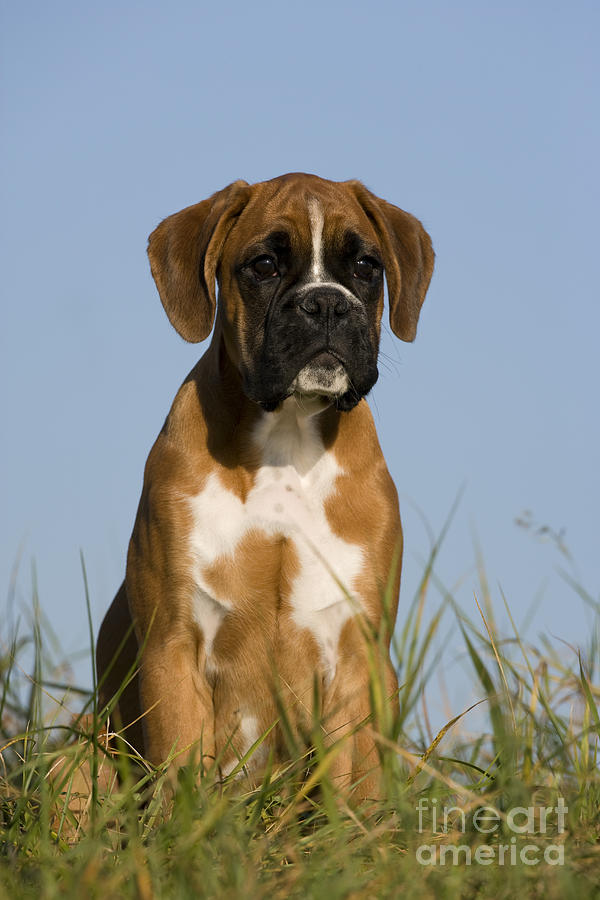 Dog Photograph - Boxer Puppy #19 by Jean-Louis Klein & Marie-Luce Hubert