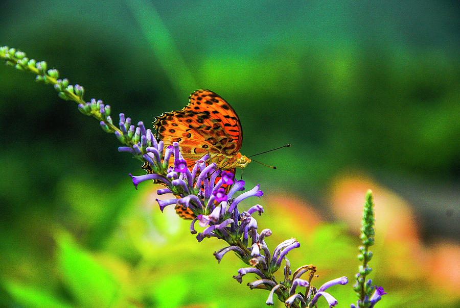 Butterfly and flower closeup #19 Photograph by Carl Ning