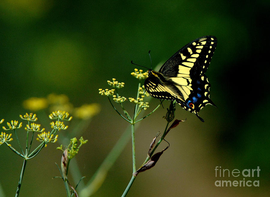 Butterfly #19 Photograph by Marc Bittan