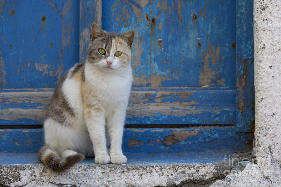 Cat Photograph - Cat In A Doorway, Greece #19 by Jean-Louis Klein & Marie-Luce Hubert