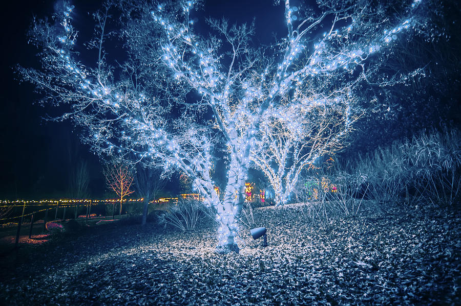 Christmas Season Decorationsafter Sunset At The Gardens #19 Photograph by Alex Grichenko