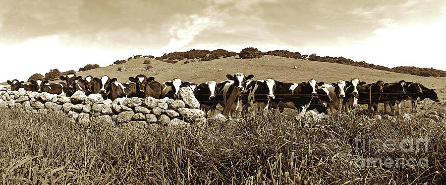 19 COWS, Happy Cows, California Photograph by Don Schimmel