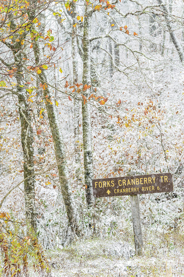 Cranberry Wilderness #19 Photograph by Thomas R Fletcher