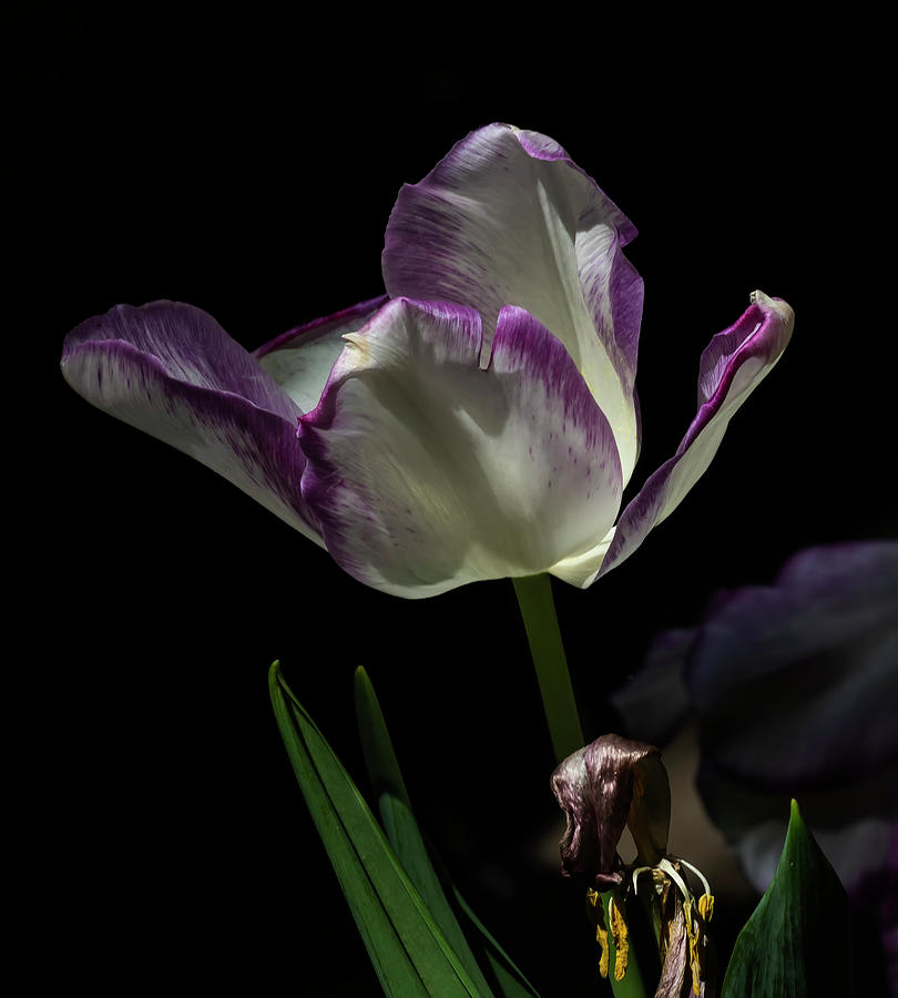 Dying Tulip #19 Photograph by Robert Ullmann