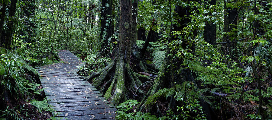 Forest boardwalk 2 Photograph by Les Cunliffe