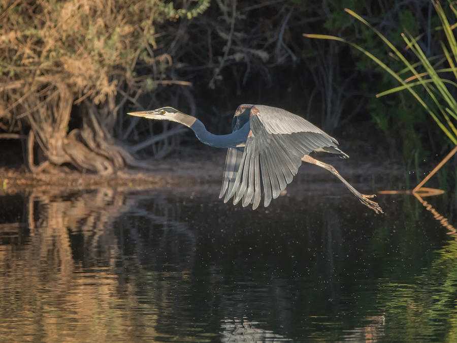 Great Blue Heron #19 Photograph by Tam Ryan