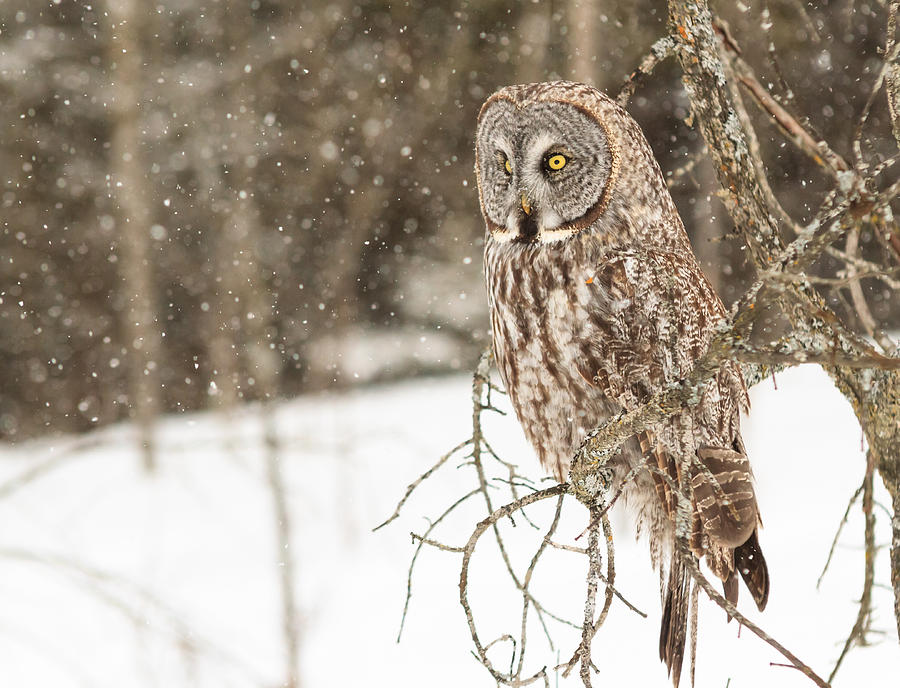 Great Grey Owl #19 Photograph by Josef Pittner