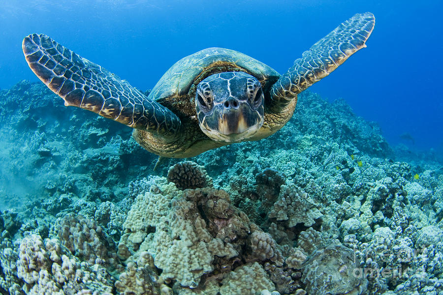 Green Sea Turtle Photograph by Dave Fleetham - Printscapes - Fine Art ...