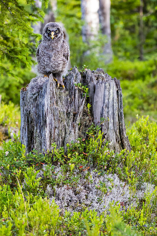 Owl Photograph - Grey Owl #19 by Borje Olsson