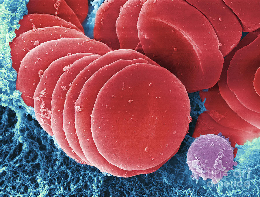 Human Red Blood Cells, Sem #19 Photograph by Ted Kinsman