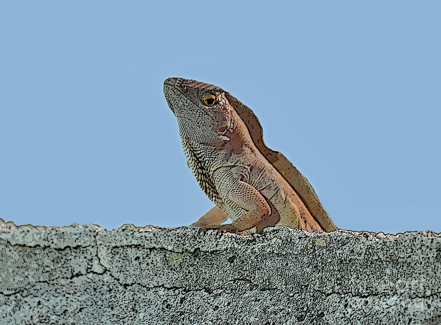 19- Lizard Photograph by Joseph Keane