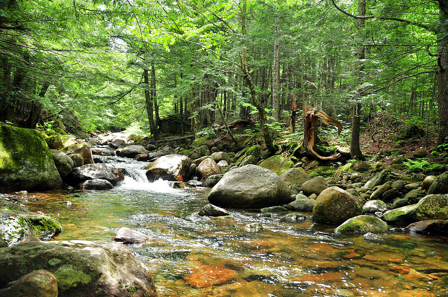 19 Mile Brook II Photograph by Frank LaFerriere - Fine Art America