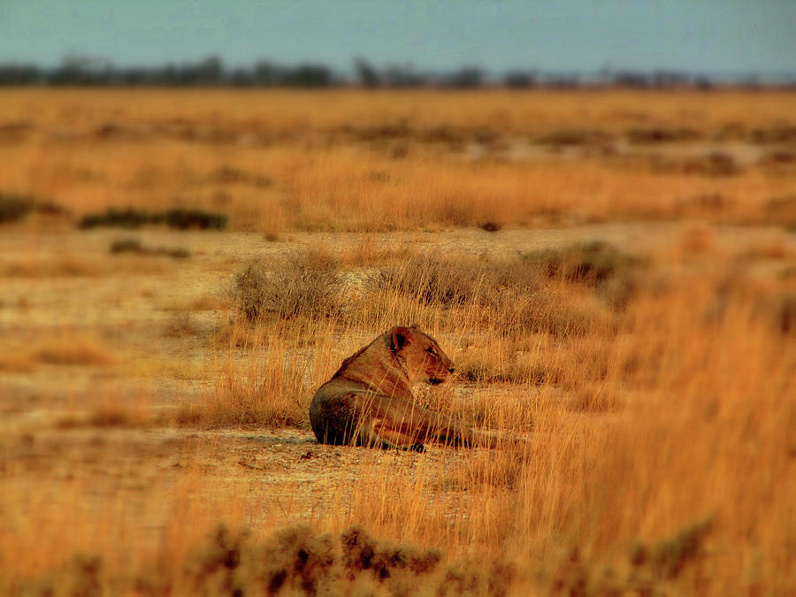 Namibia #19 Photograph by Paul James Bannerman