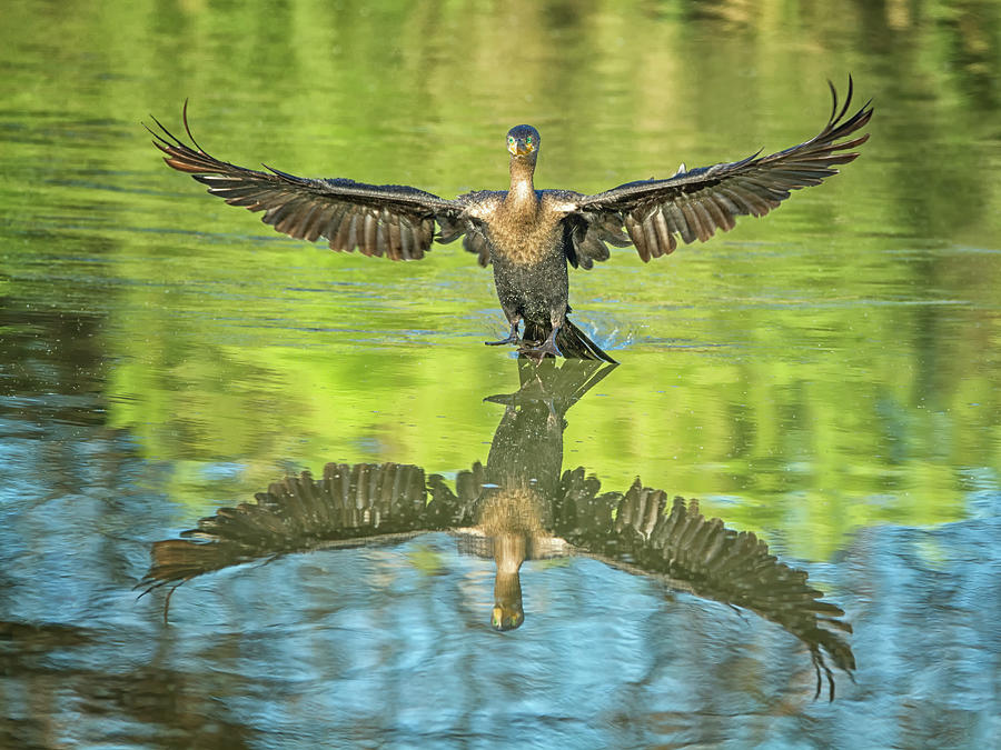 Neotropic Cormorant #19 Photograph by Tam Ryan
