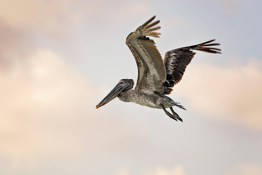 Pelican #19 Photograph by Peter Lakomy